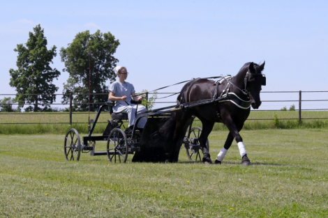 HorseID: 2287441 Boone - PhotoID: 1067948