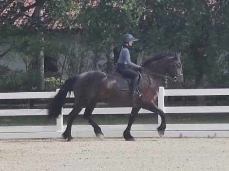 HorseID: 2288062 Remington Chayce - PhotoID: 1099784