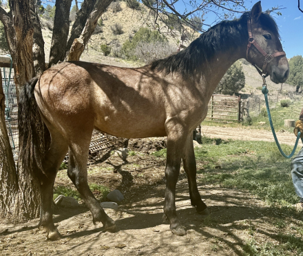 HorseID: 2288795 Dante's Sol - PhotoID: 1066262