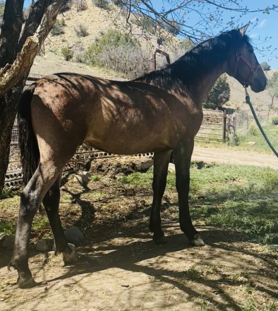 HorseID: 2288795 Dante's Sol - PhotoID: 1066263