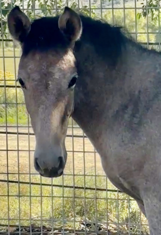 HorseID: 2288795 Dante's Sol - PhotoID: 1066264