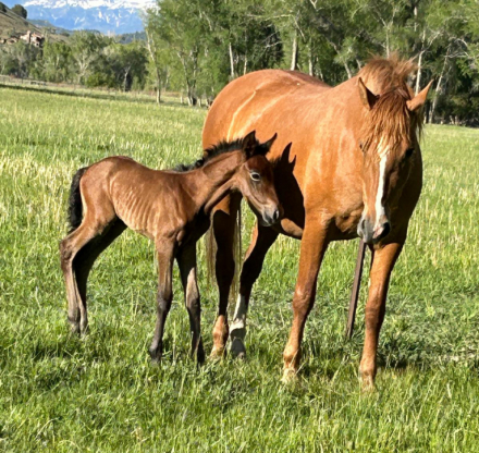 HorseID: 2288795 Dante's Sol - PhotoID: 1066265