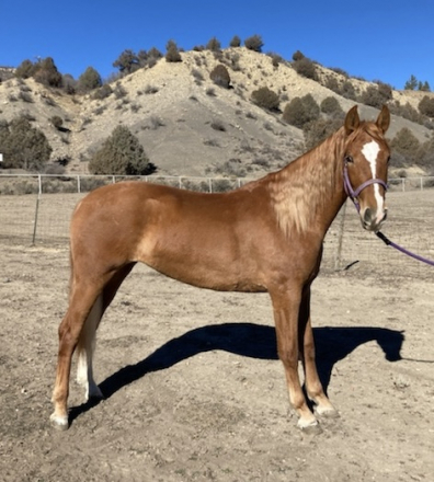 HorseID: 2288795 Dante's Sol - PhotoID: 1075807