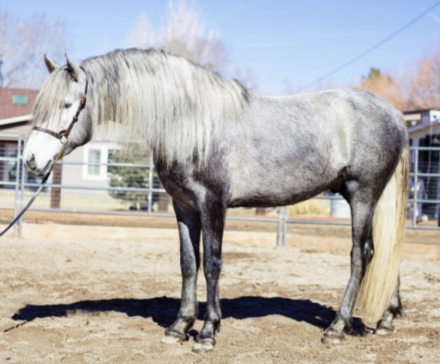 HorseID: 2288795 Dante's Sol - PhotoID: 1075808