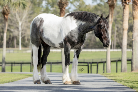 HorseID: 2289408 DeNero - PhotoID: 1076529