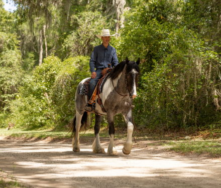 HorseID: 2289408 DeNero - PhotoID: 1076531