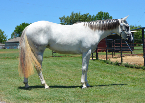 HorseID: 2290340 Shes A Sultry Invite - PhotoID: 1068402