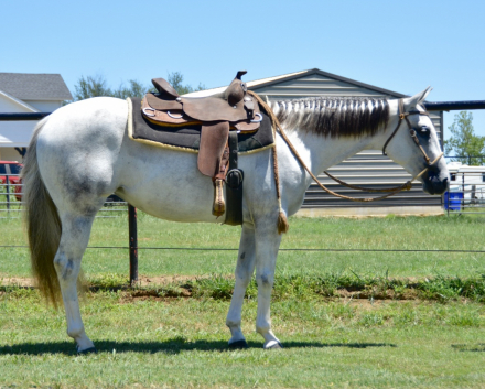 HorseID: 2290340 Shes A Sultry Invite - PhotoID: 1074568