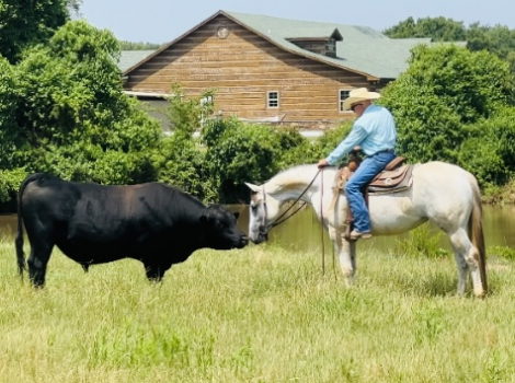 HorseID: 2290340 Shes A Sultry Invite - PhotoID: 1074608