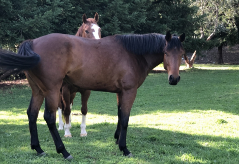 HorseID: 2290529 All Singled Out - PhotoID: 1088912