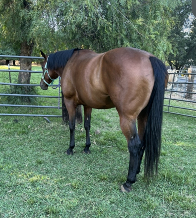 HorseID: 2290529 All Singled Out - PhotoID: 1088914