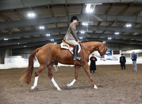 HorseID: 2290584 Hez Big Money - PhotoID: 1077072