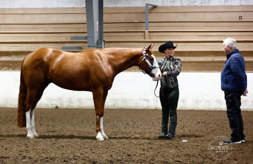 HorseID: 2290584 Hez Big Money - PhotoID: 1077074