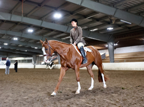 HorseID: 2290584 Hez Big Money - PhotoID: 1077075