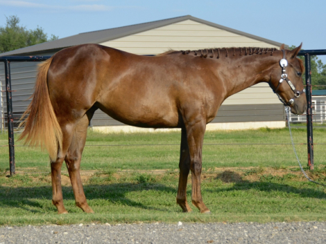 HorseID: 2290794 Sultry Party - PhotoID: 1075988