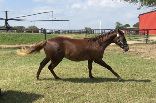 HorseID: 2290794 Sultry Party - PhotoID: 1075989