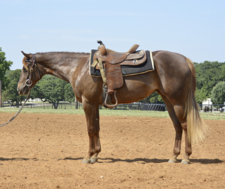 HorseID: 2290794 SULTRY PARTY - PhotoID: 1100870