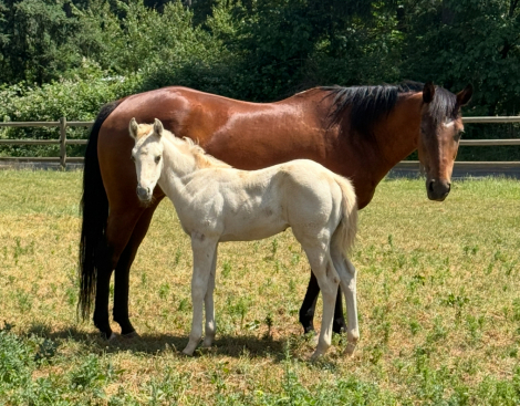 HorseID: 2292572 Fudge Fantasy - PhotoID: 1076622