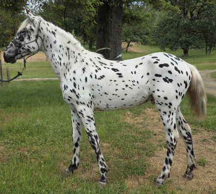 HorseID: 2293855 Tenmiles Double Double - PhotoID: 1073036