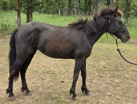 HorseID: 2293858 Tenmiles Warrior Heart - PhotoID: 1073037