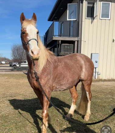 HorseID: 2294256 Miloh - PhotoID: 1073575