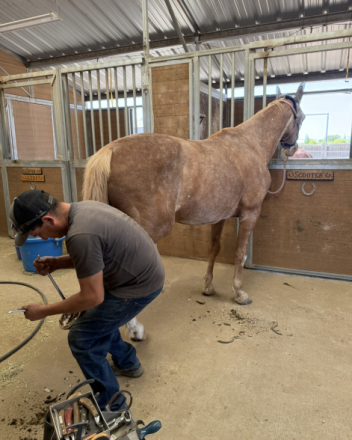 HorseID: 2294256 Miloh - PhotoID: 1075875