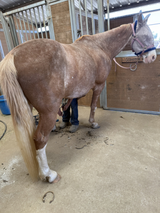 HorseID: 2294256 Miloh - PhotoID: 1075876