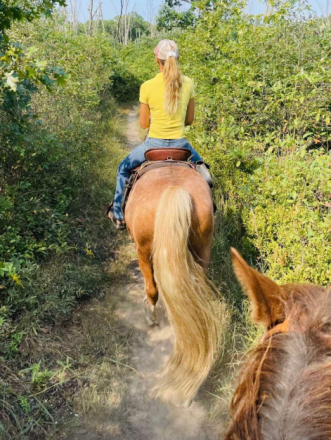 HorseID: 2294256 Miloh - PhotoID: 1075877