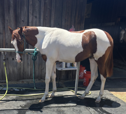 HorseID: 2294526 Kenos Skys the Limit - PhotoID: 1100919