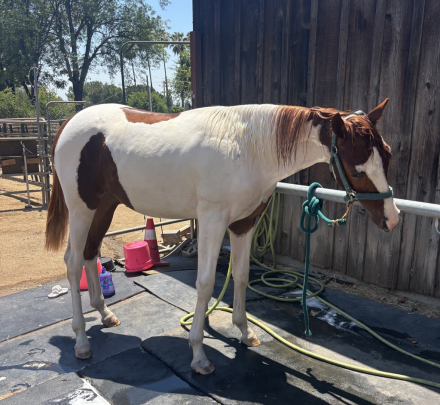HorseID: 2294526 Kenos Skys the Limit - PhotoID: 1100920
