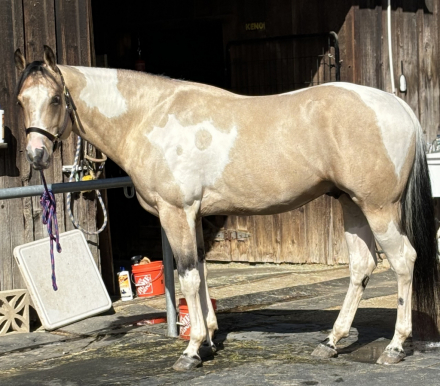 HorseID: 2294526 Kenos Skys the Limit - PhotoID: 1100921
