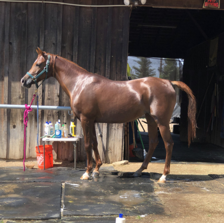 HorseID: 2294526 Kenos Skys the Limit - PhotoID: 1100922
