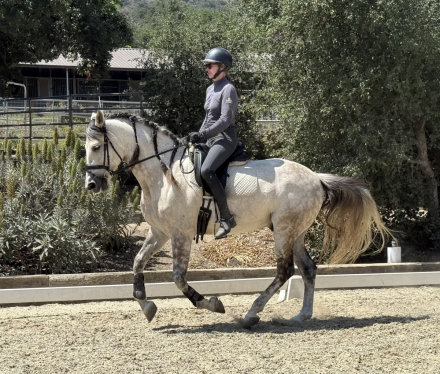 HorseID: 2294839 Gatsby - PhotoID: 1077380