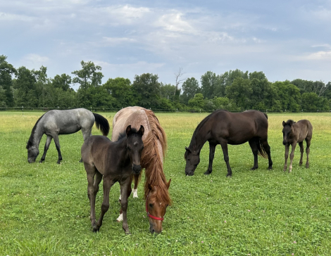 HorseID: 2294980 MX Luna Blue - PhotoID: 1100478