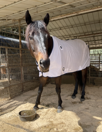 HorseID: 2295175 Capital Prince - PhotoID: 1077303