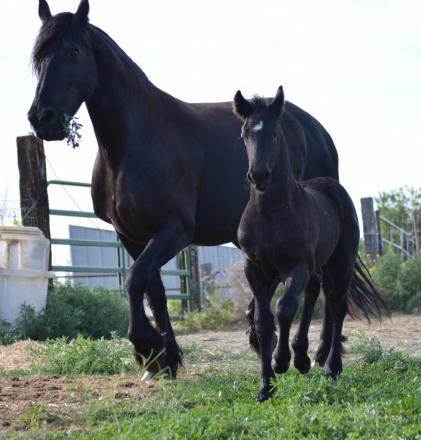 HorseID: 2295513 Full Friesian Colt - deposit holds until weaning - PhotoID: 1075361