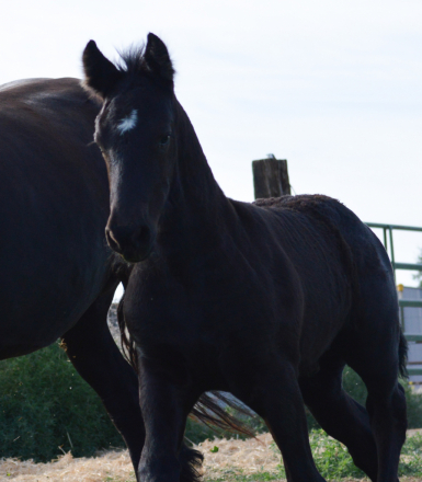 HorseID: 2295513 Full Friesian Colt - deposit holds until weaning - PhotoID: 1077494
