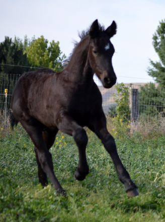 HorseID: 2295513 Full Friesian Colt - deposit holds until weaning - PhotoID: 1077495