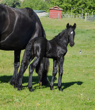 HorseID: 2295513 Full Friesian Colt - deposit holds until weaning - PhotoID: 1077496
