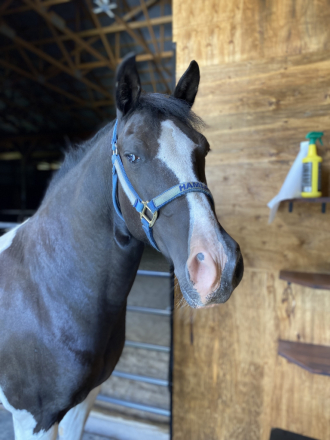 HorseID: 2295547 Hamlet - PhotoID: 1075390