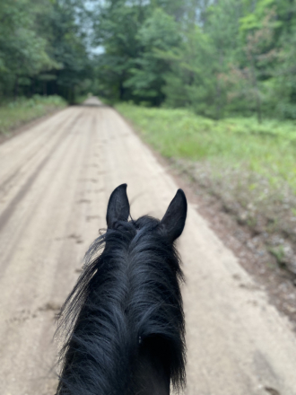 HorseID: 2295547 Hamlet - PhotoID: 1075391