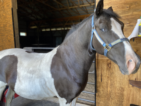 HorseID: 2295547 Hamlet - PhotoID: 1075393