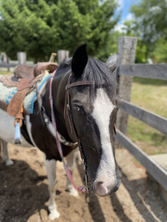 HorseID: 2295547 Hamlet - PhotoID: 1075394