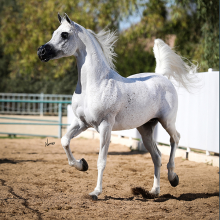 HorseID: 2295604 Chief Justice dEstopa - PhotoID: 1075478