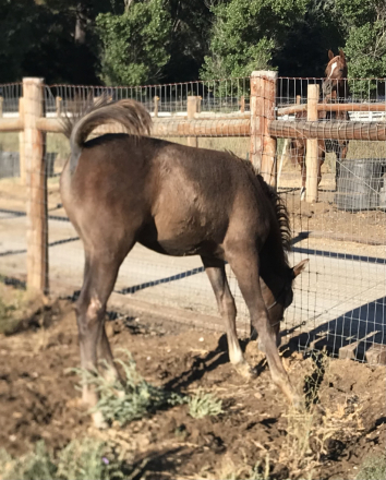 HorseID: 2295604 Chief Justice dEstopa - PhotoID: 1075480