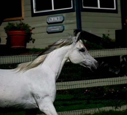 HorseID: 2295604 Chief Justice dEstopa - PhotoID: 1075479