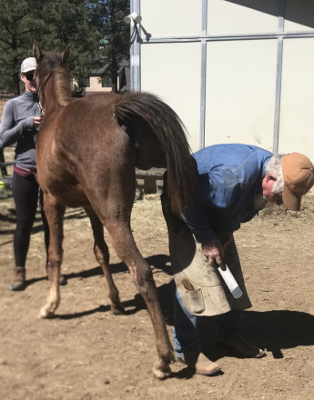 HorseID: 2295604 Chief Justice dEstopa - PhotoID: 1075480