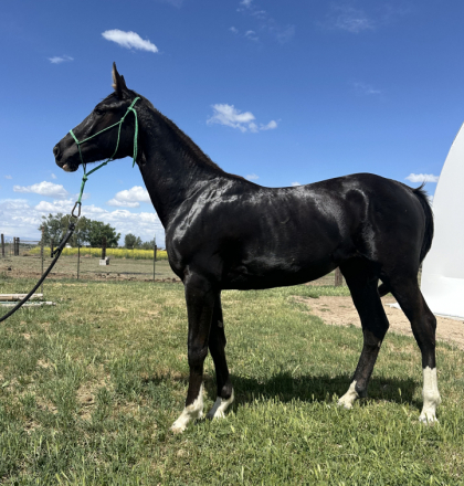 HorseID: 2295910 Thunderhoof's Gemma - PhotoID: 1075919