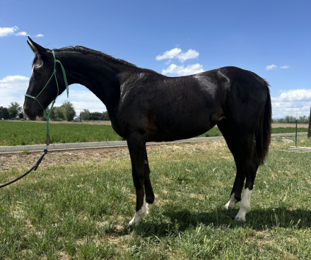 HorseID: 2295910 Thunderhoof's Gemma - PhotoID: 1075920