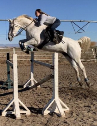 HorseID: 2295910 Thunderhoof's Gemma - PhotoID: 1075921